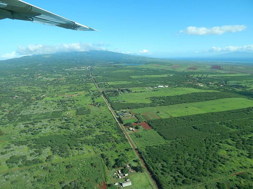 Wikimedia Commons Starr-141025-2540-Leucaena_leucocephala-aerial_view-Hoolehua-Molokai_(24880228699)
