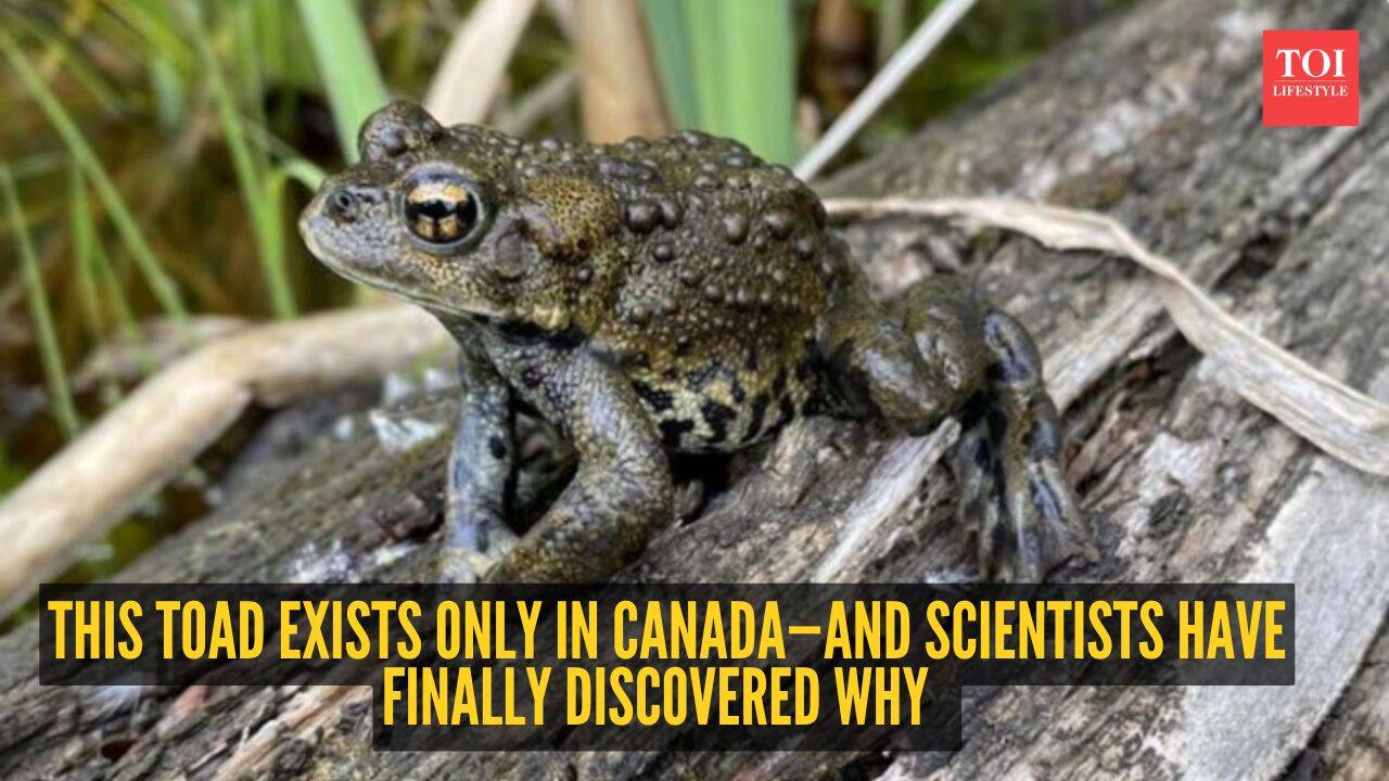 Canadian Toad Species Reveals Hidden Genetic Mystery Scientists Say