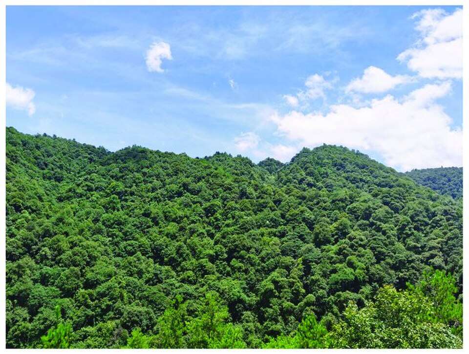 Evergreen_Broad_Leaved_Forest_Nanshan_National_Park_Hunan_China