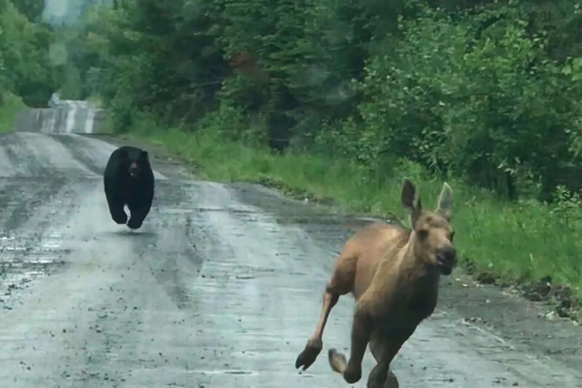 A Maine couple thought they were about to photograph a moose. Instead, a calf and a bear burst from the woods, and they had seconds to decide whether to intervene