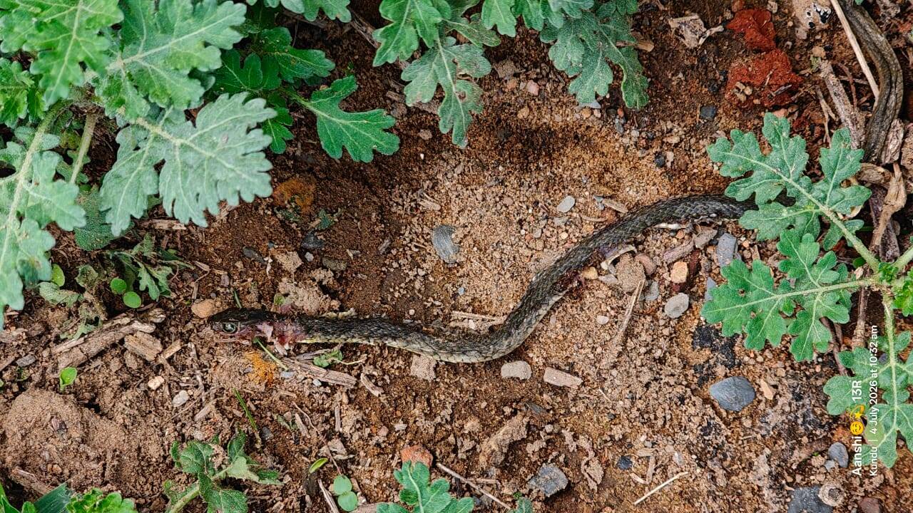 56b68bad-a4cb-49fa-a70a-a7f9be3e16b4_The_third_snake_which_was_killed_by_Budhan_Bharti_was_brought_to_hospital.Vishvendu_Jaipuriar.jpg