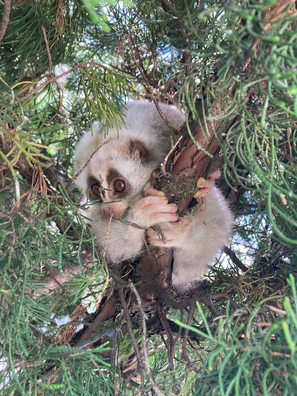 a9e65f81-4444-4ce5-b759-e72905ca1a4b_The_rescued_slow_loris_released_in_the_wild_in_Zunheboto.jpeg