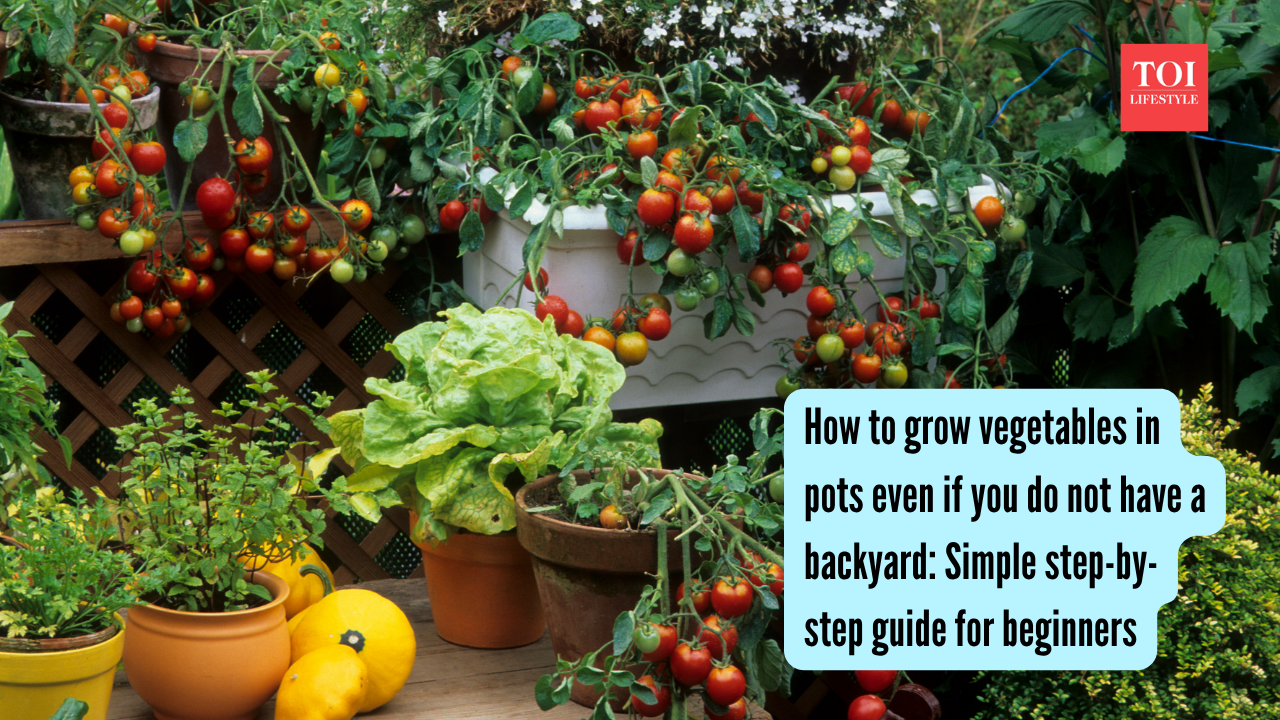 How to grow vegetables in pots even if you do not have a backyard Simple step-by-step guide for beginners