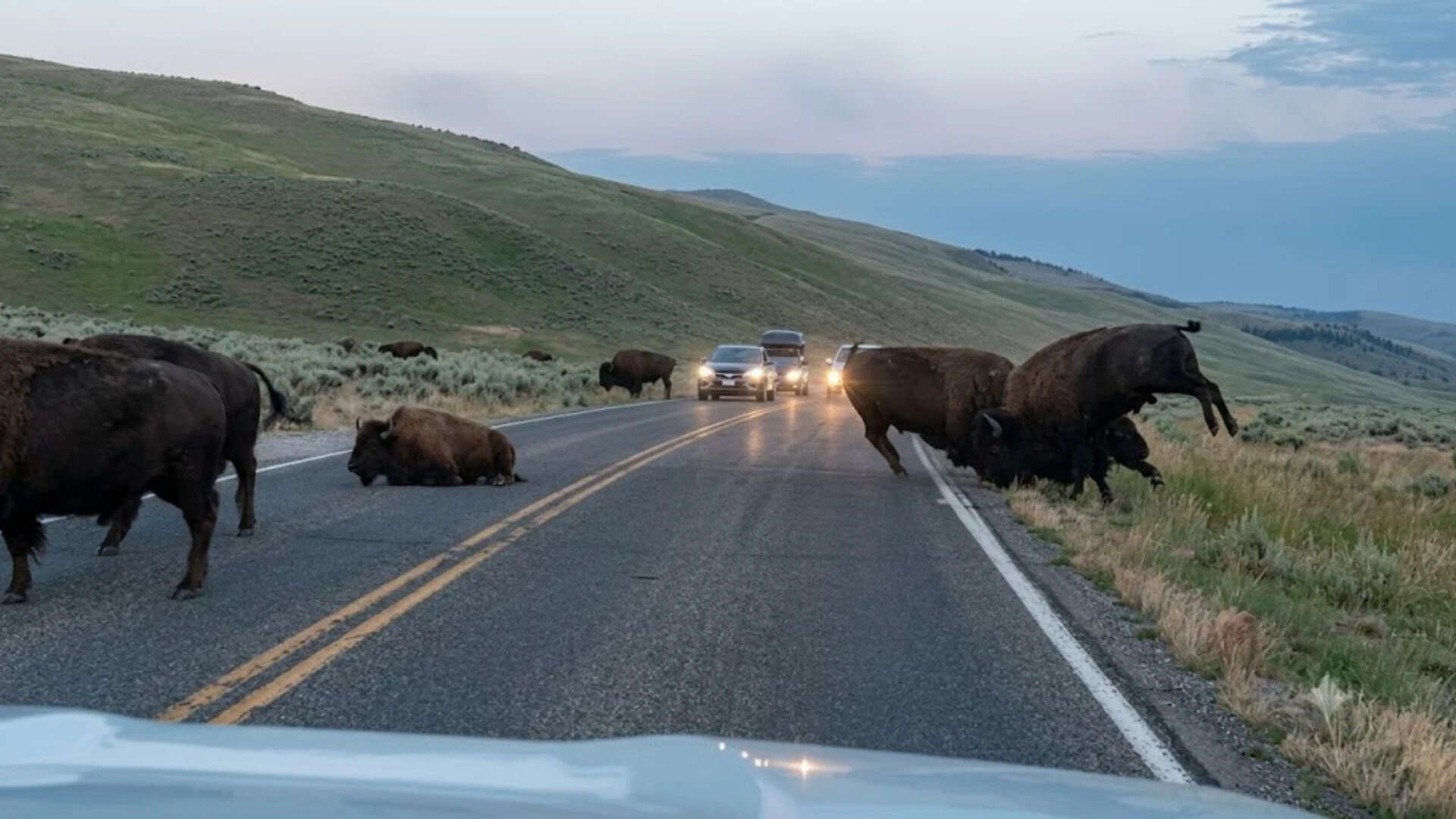 Watch: Two 2,000-pound bison clash on Yellowstone road as tourists watch