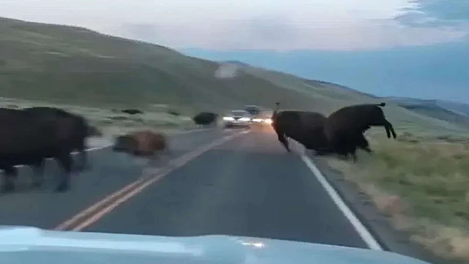 Two bison fought on a Yellowstone road