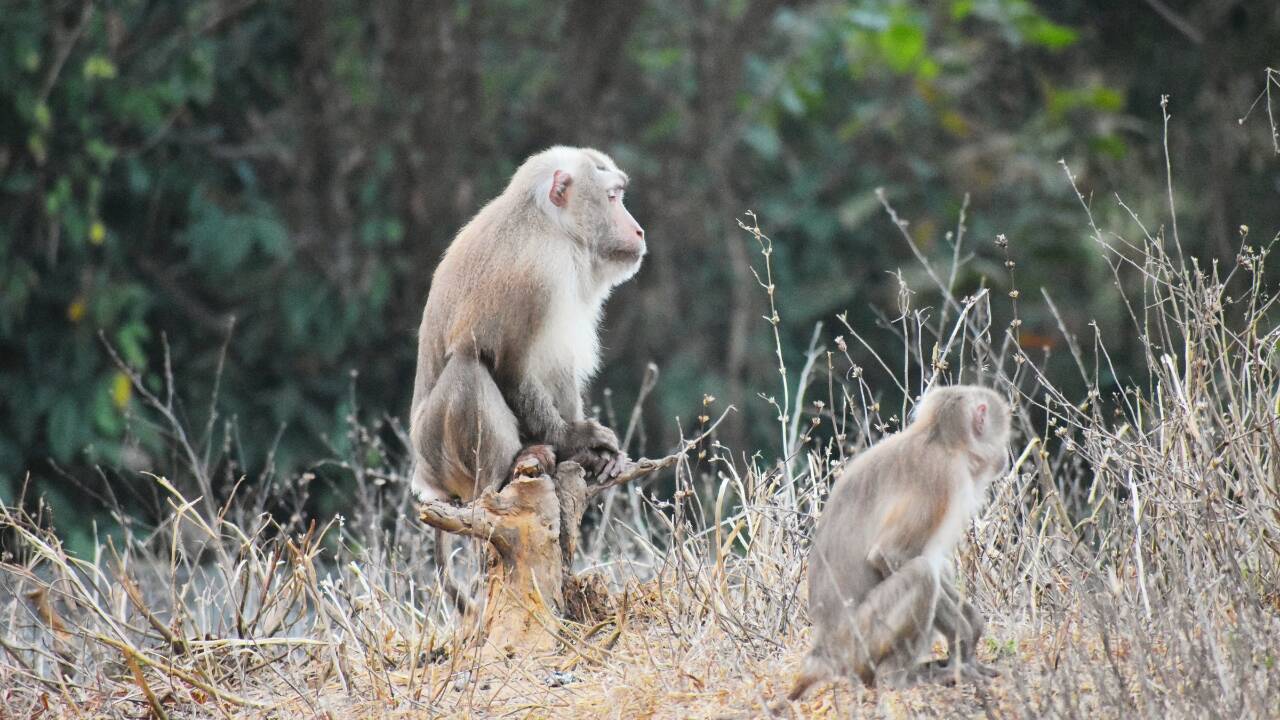 Monkey in a forest in Tripura