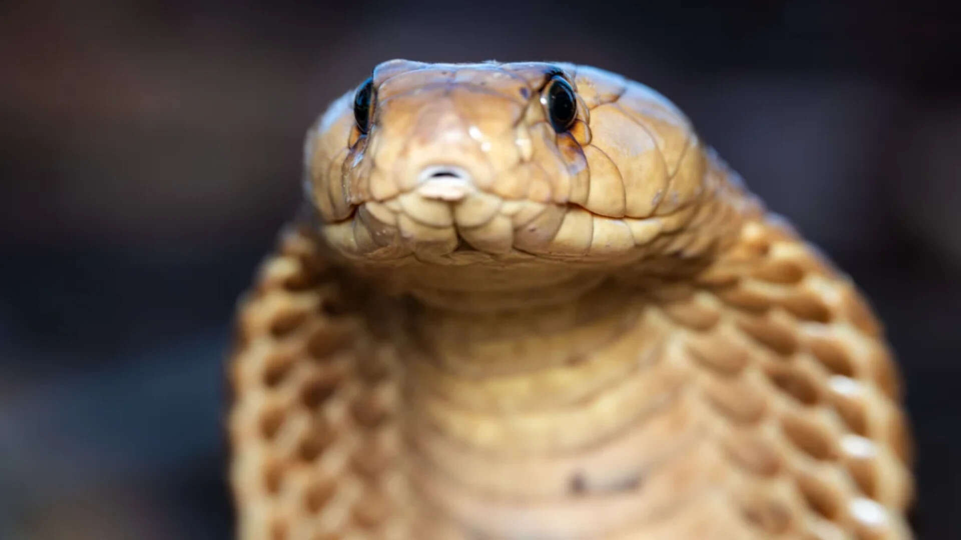 11-foot king cobra rescued in tense operation by trained handlers