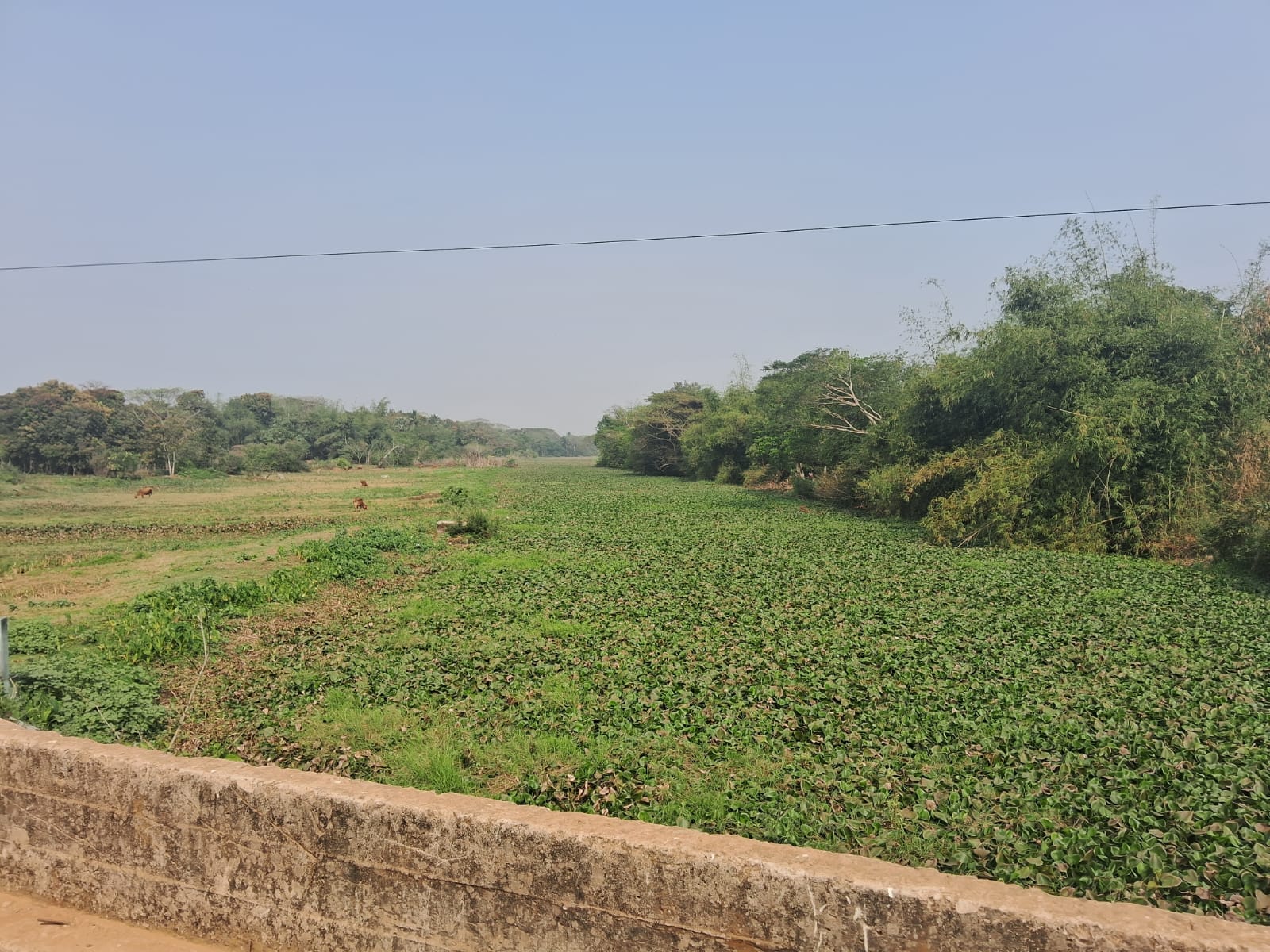 1678fe1b-9420-4e85-a02b-a9500d446f2c_weed_covered_Gobari_river.jpg