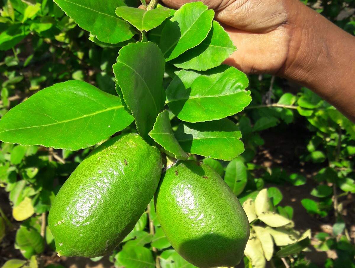 15549b42-156f-4a21-b304-87c22ec56132_Assam_Lemon_.jpg