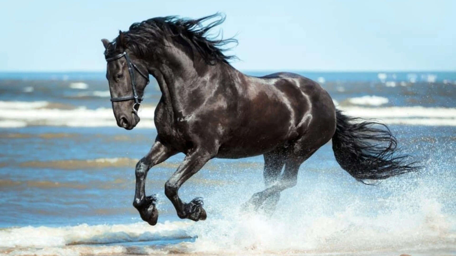 Spanish proverb of the day: 'Don’t look at the teeth of a gifted horse'
