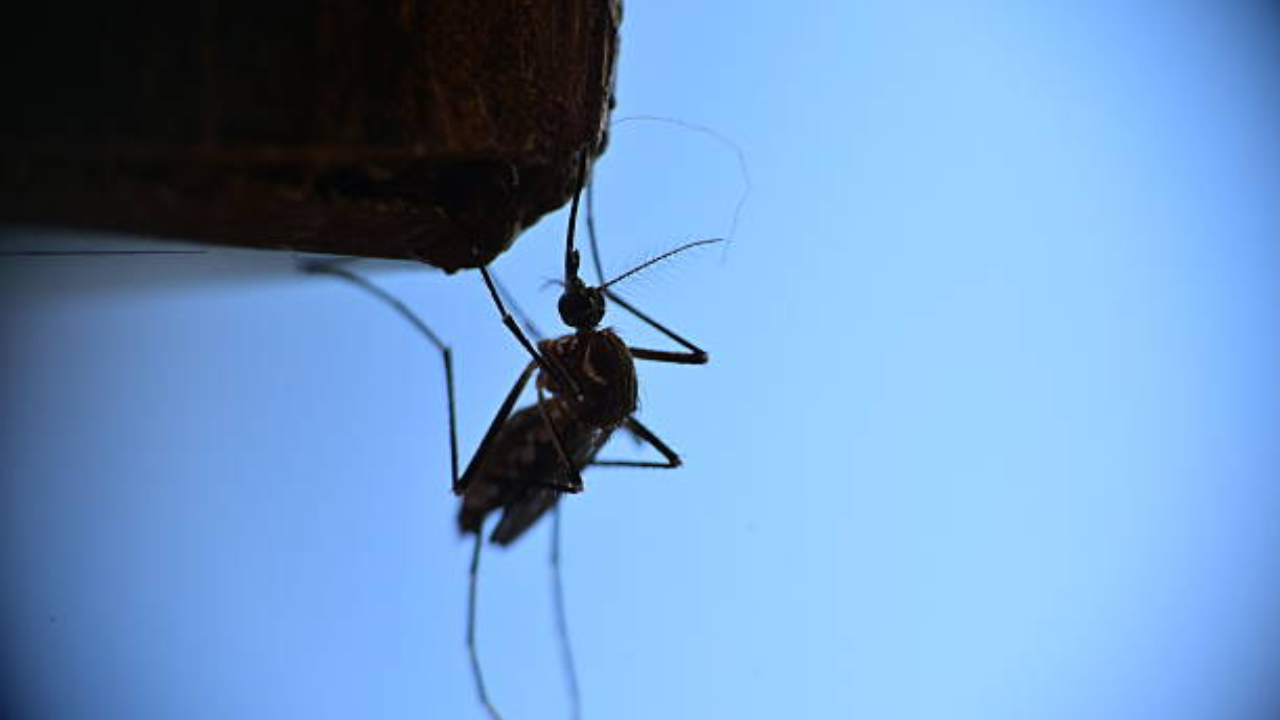 Monsoon fever or dengue? Mumbai doctors reveal the early symptoms you should never ignore and why testing within the first few days matters