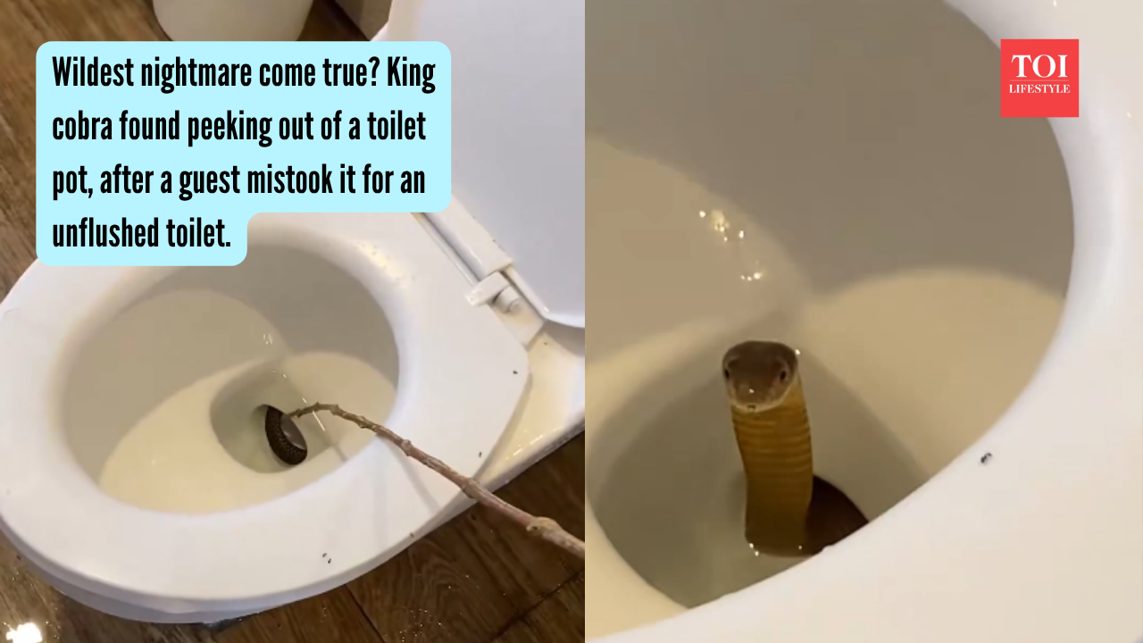 Wildest nightmare come true King cobra found peeking out of a toilet pot, after a guest mistook it for an unflushed toilet.