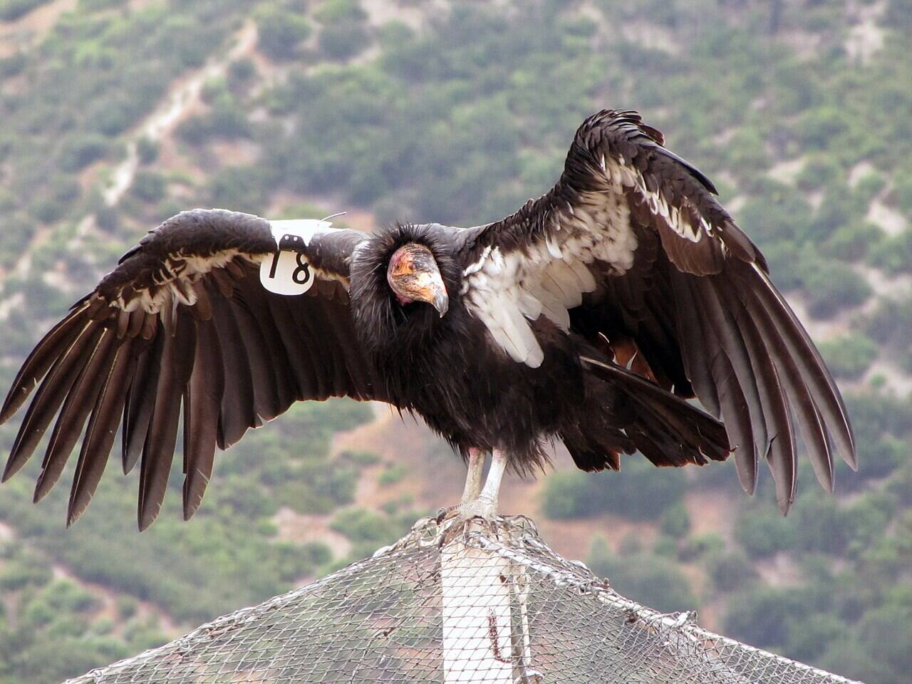 Condor_18_at_Pinnacles_014_(19131865633)