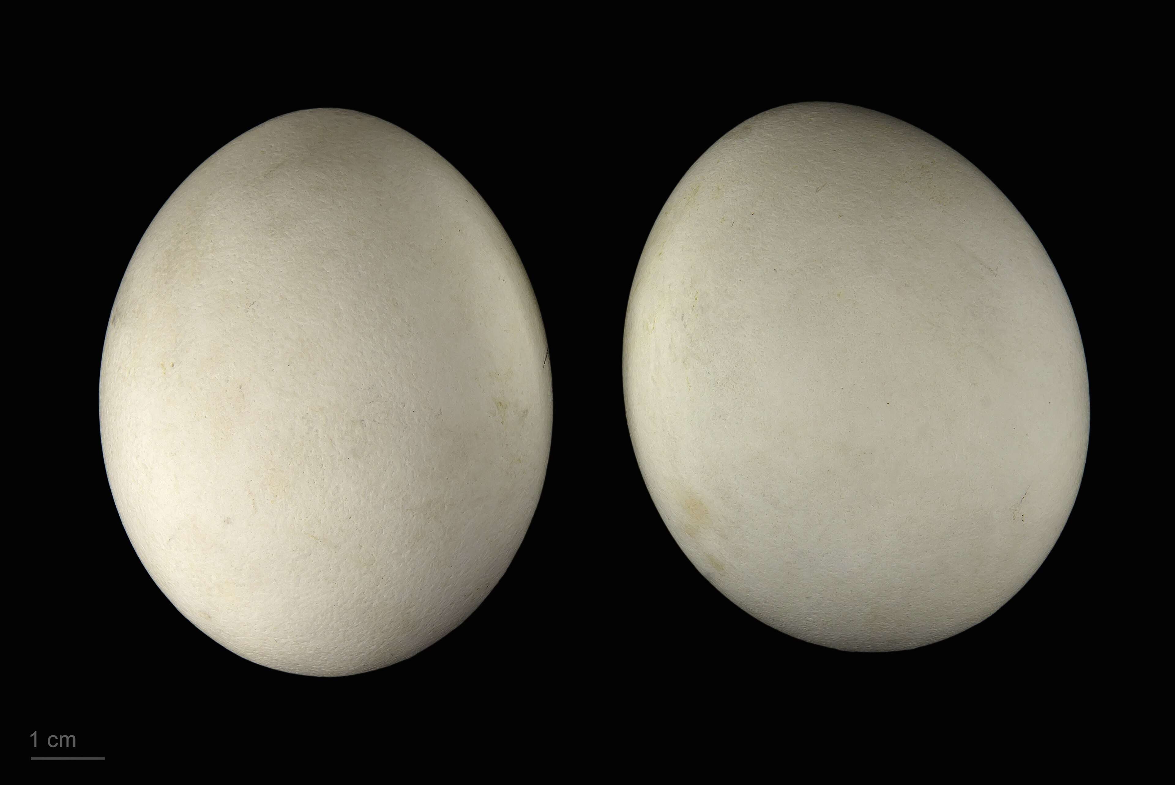 Wikimedia Commons Haliaeetus_leucocephalus_MHNT.ZOO.2010.11.96.5