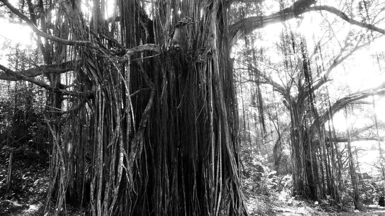 Old banyan tree