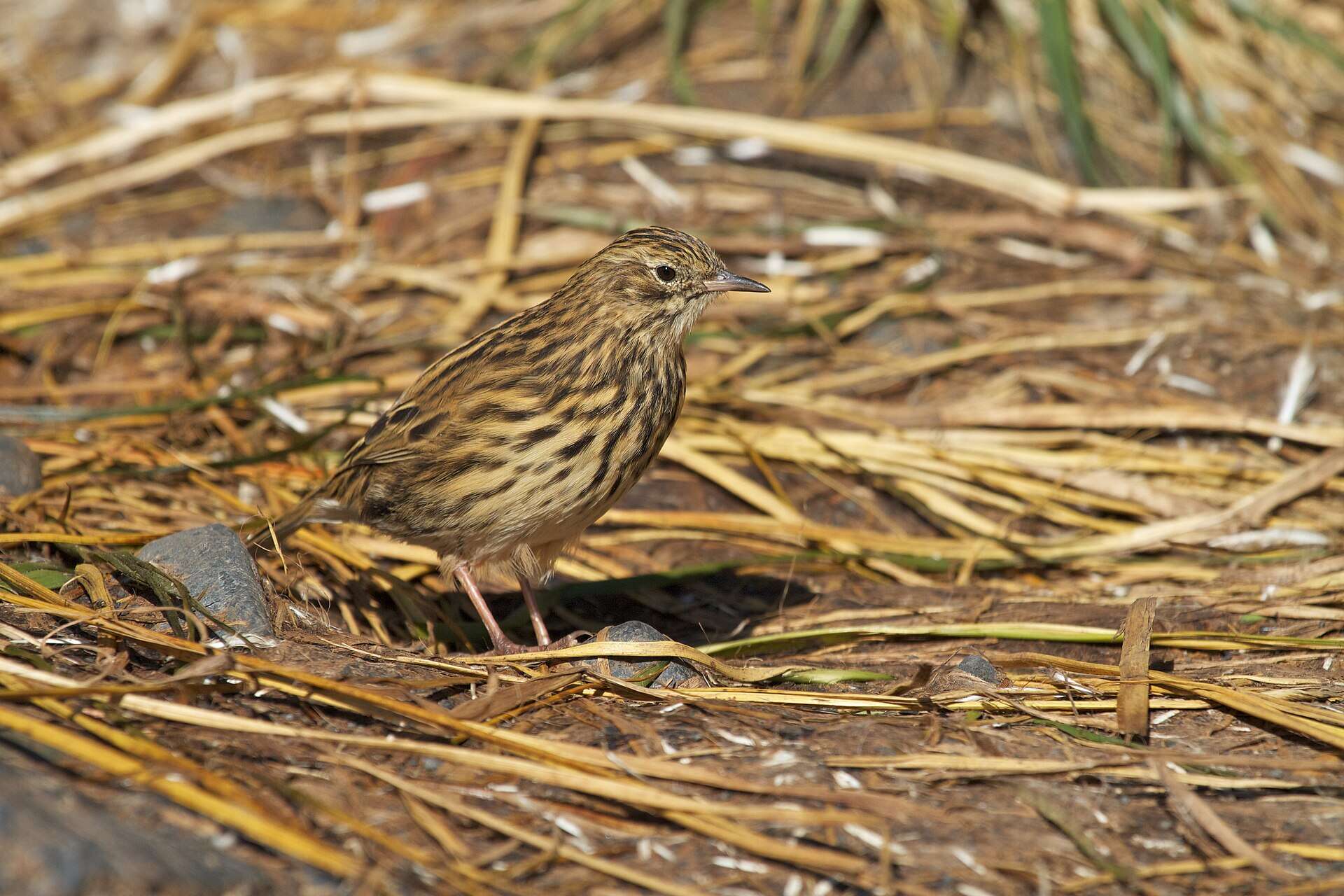 Wikimedia Commons Anthus_antarcticus_-South_Georgia,_British_overseas_territory-8