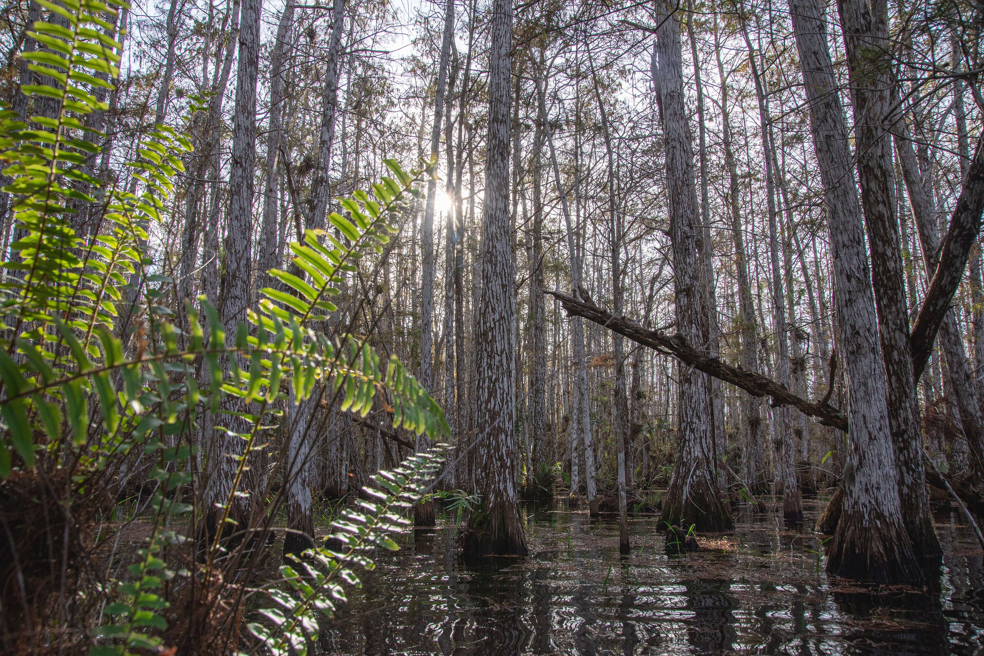 Cypress_dome_(53407981397)