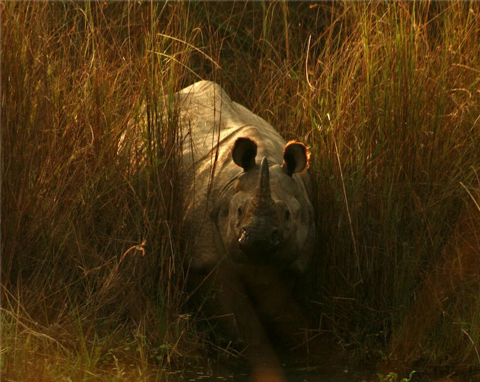 Wikimedia Commons Rhino_from_Nepal_(3080551876)