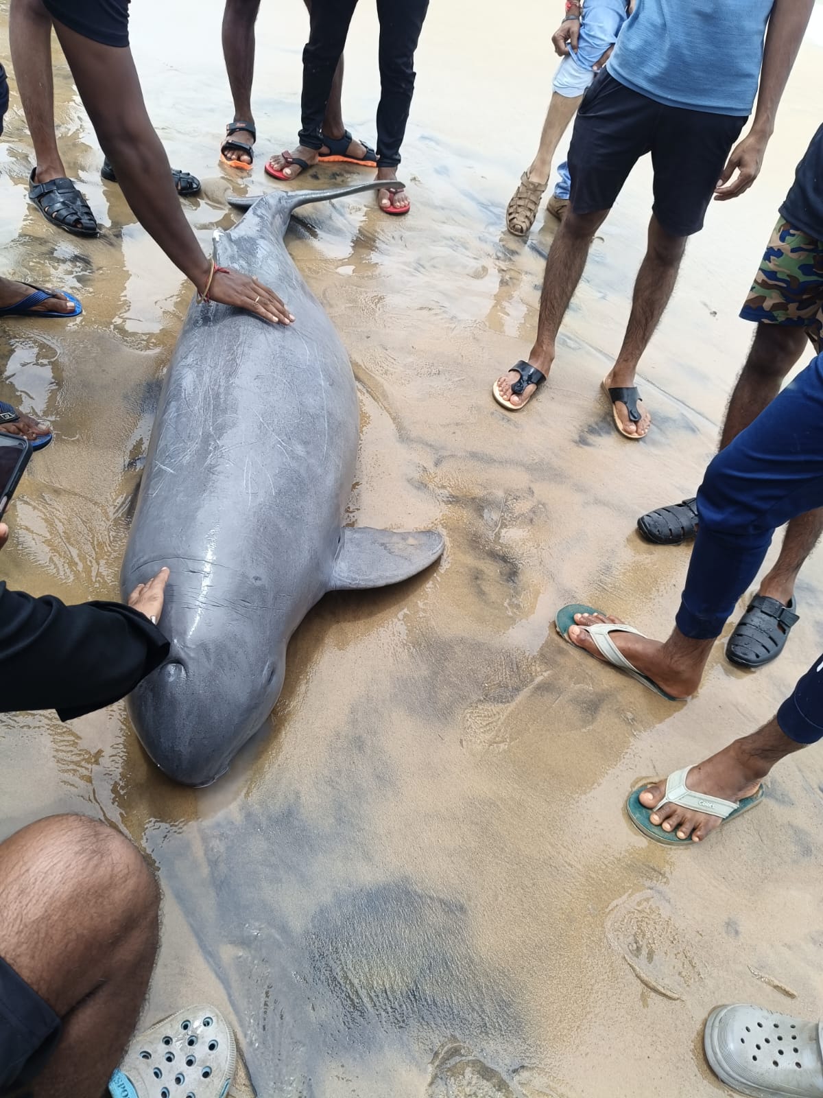 2735a199-f5d1-45dd-b741-395c0f22829e_carcass_of_irrawaddy_dolphin_found_on_Pentha_beach.jpg