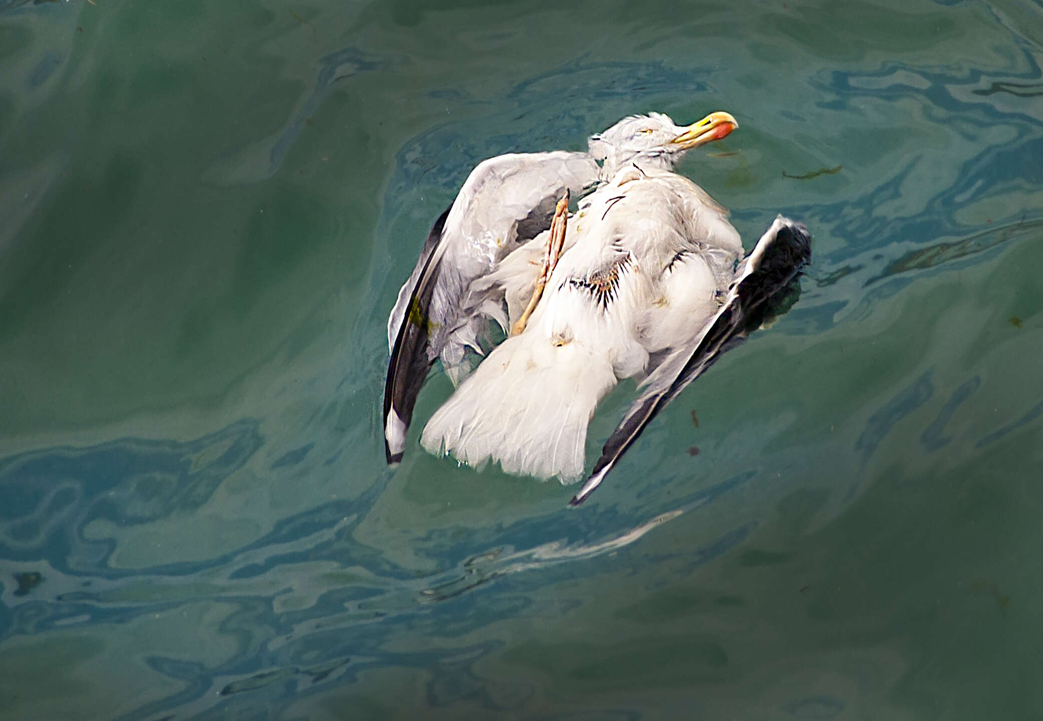 Marine researchers warn not all seabird deaths this year are directly linked to the marine heatwave