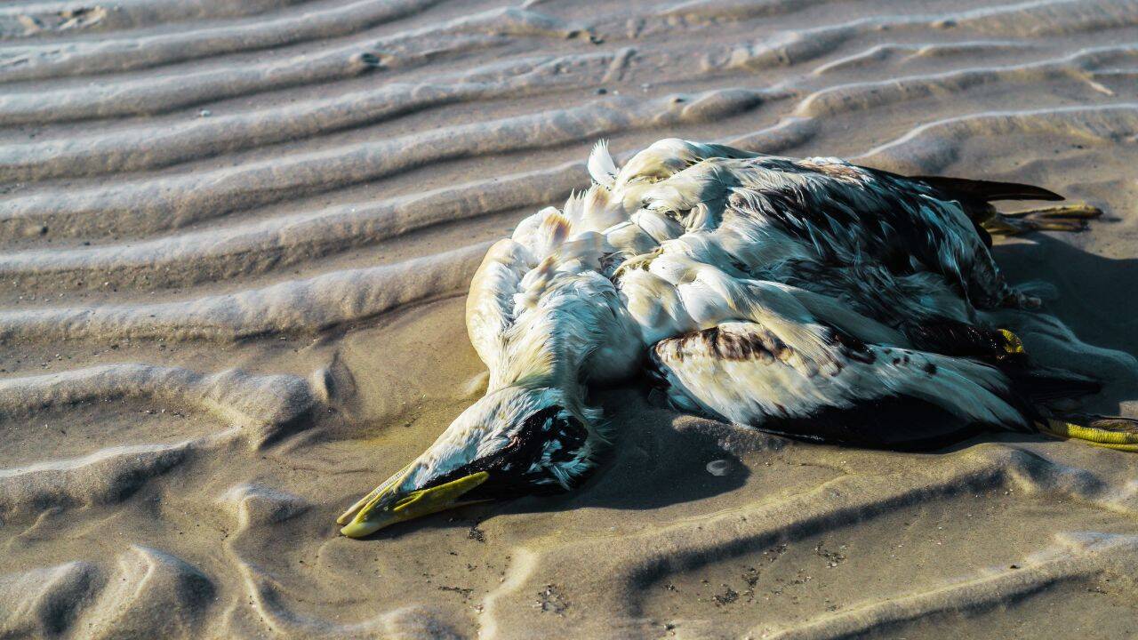 The greatest worry isn’t simply the number of birds dying today, but what repeated events like this could mean for the future of marine ecosystems.