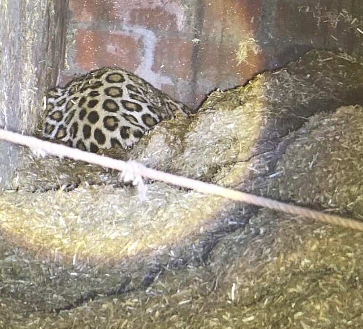 Attachment 342c076c-9c29-4a1f-b0c1-b28887fb0f08_The_leopardess_kept_sitting_in_invert_condition_over_the_whaet_straw_heaps_inside_the_thatched_structure..jpg