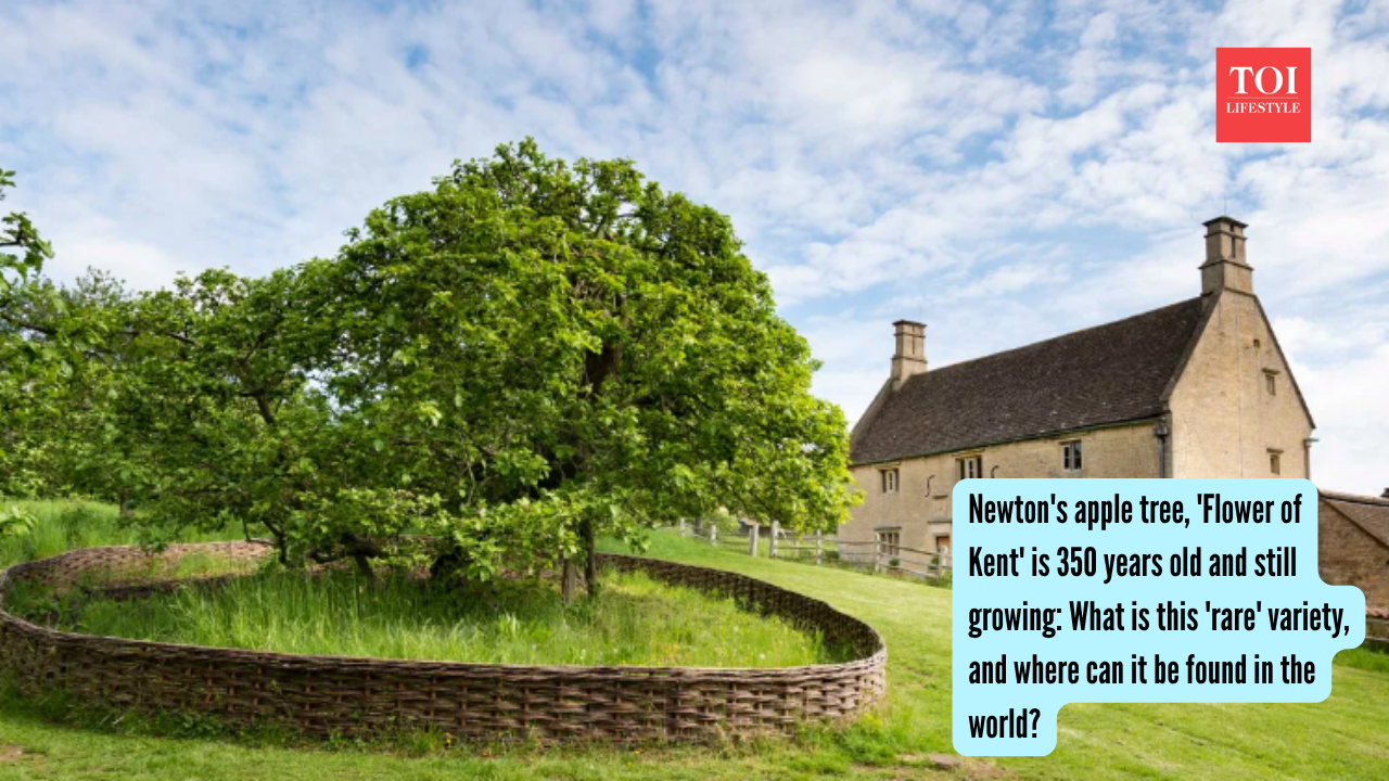 Newton's apple tree, 'Flower of Kent' is 350 years old and still growing What is this 'rare' variety, and where can it be found in the world