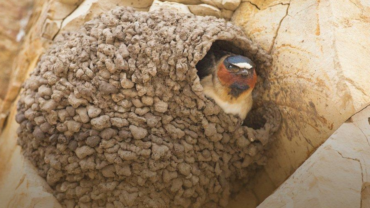Cliff swallows abandon their California town every spring, and people come together to rebuild their nesting habitat and welcome them back with an annual festival