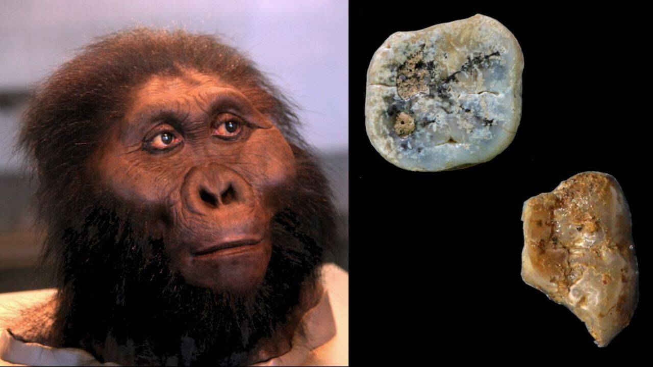 The Paranthropus Tool Hypothesis A Cold Reevaluation of Hominin Behavioral Mechanics