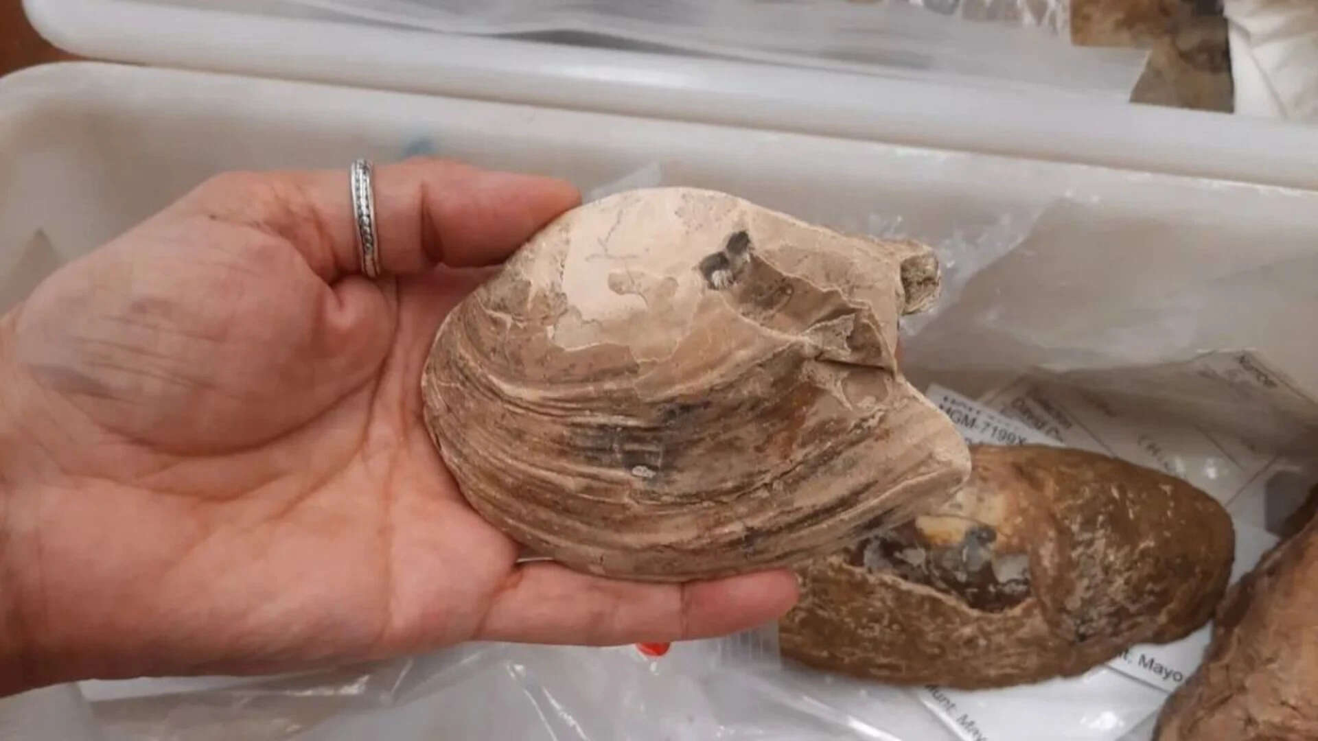 125-million-year-old pregnant fossil reveals strange reproduction method