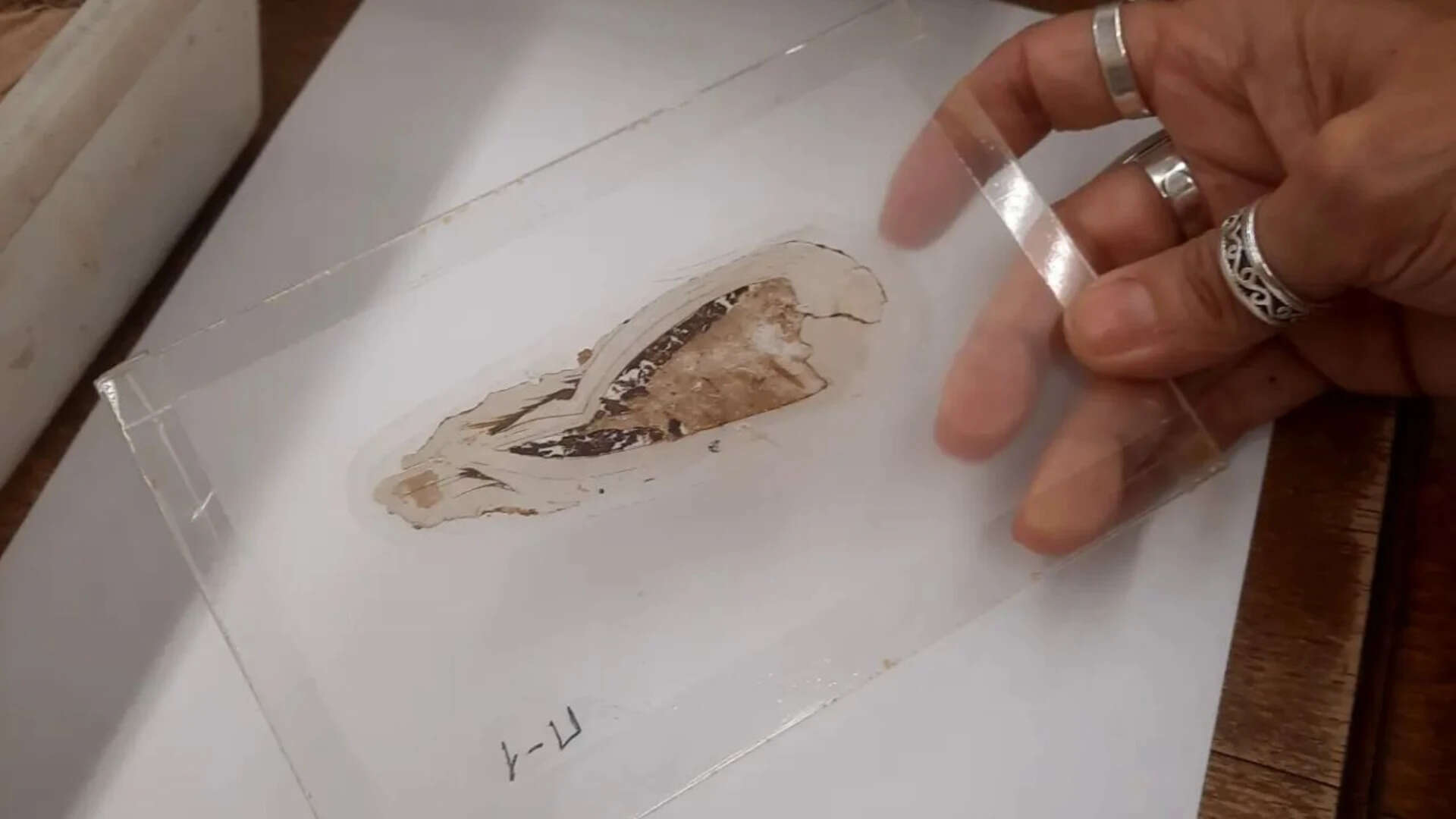 A 'pregnant' bivalve preserved with embryos and larvae<br>