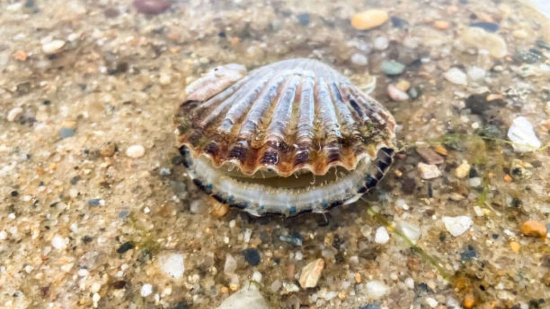 Mollusks