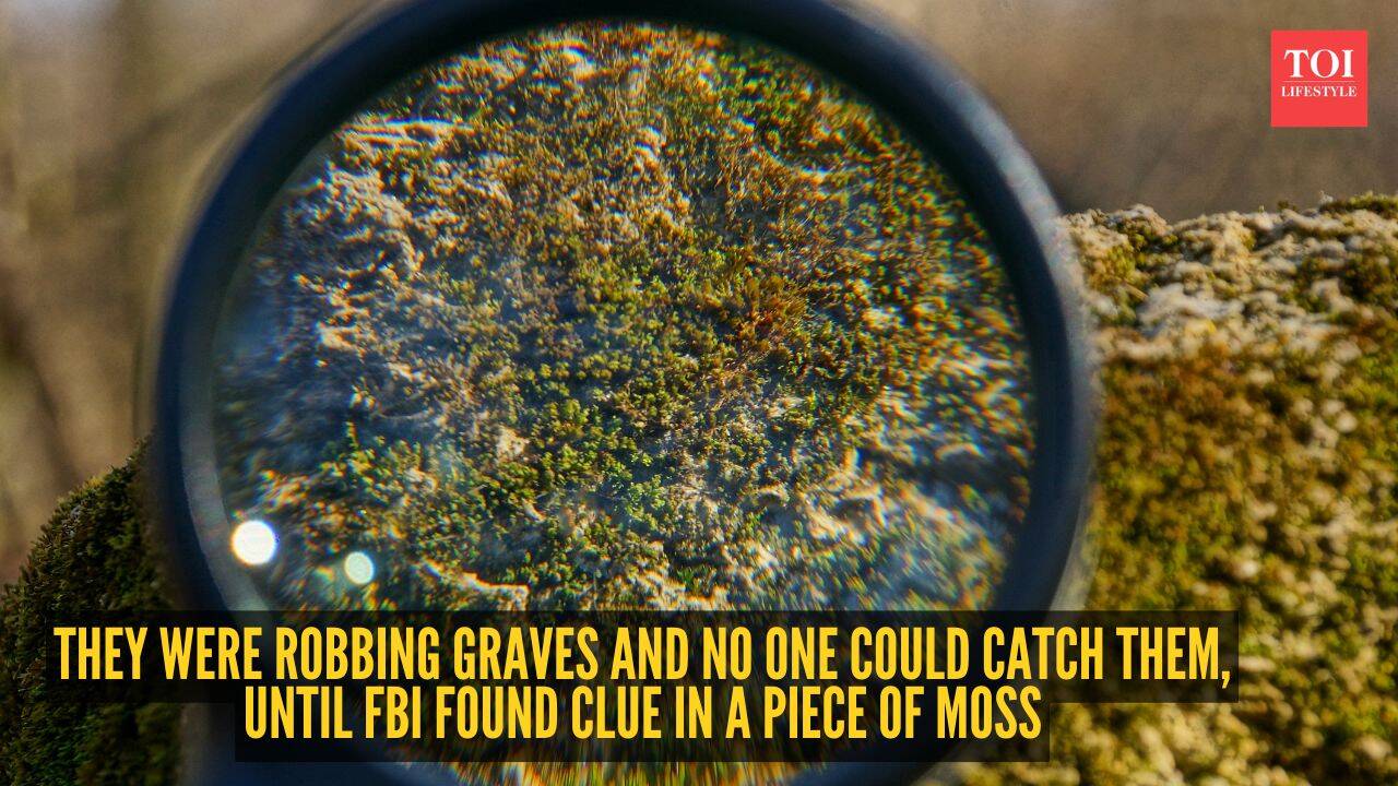 FBI cracked grave robbery case with one tiny clue in a piece of moss