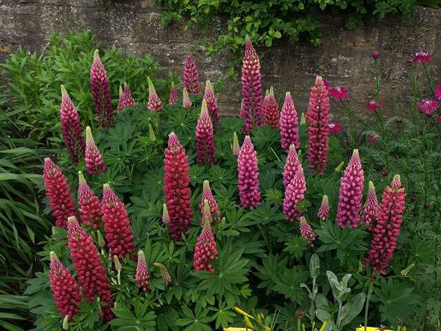 Lupins_at_The_Courts_Garden_-_geograph.org.uk_-_1334594