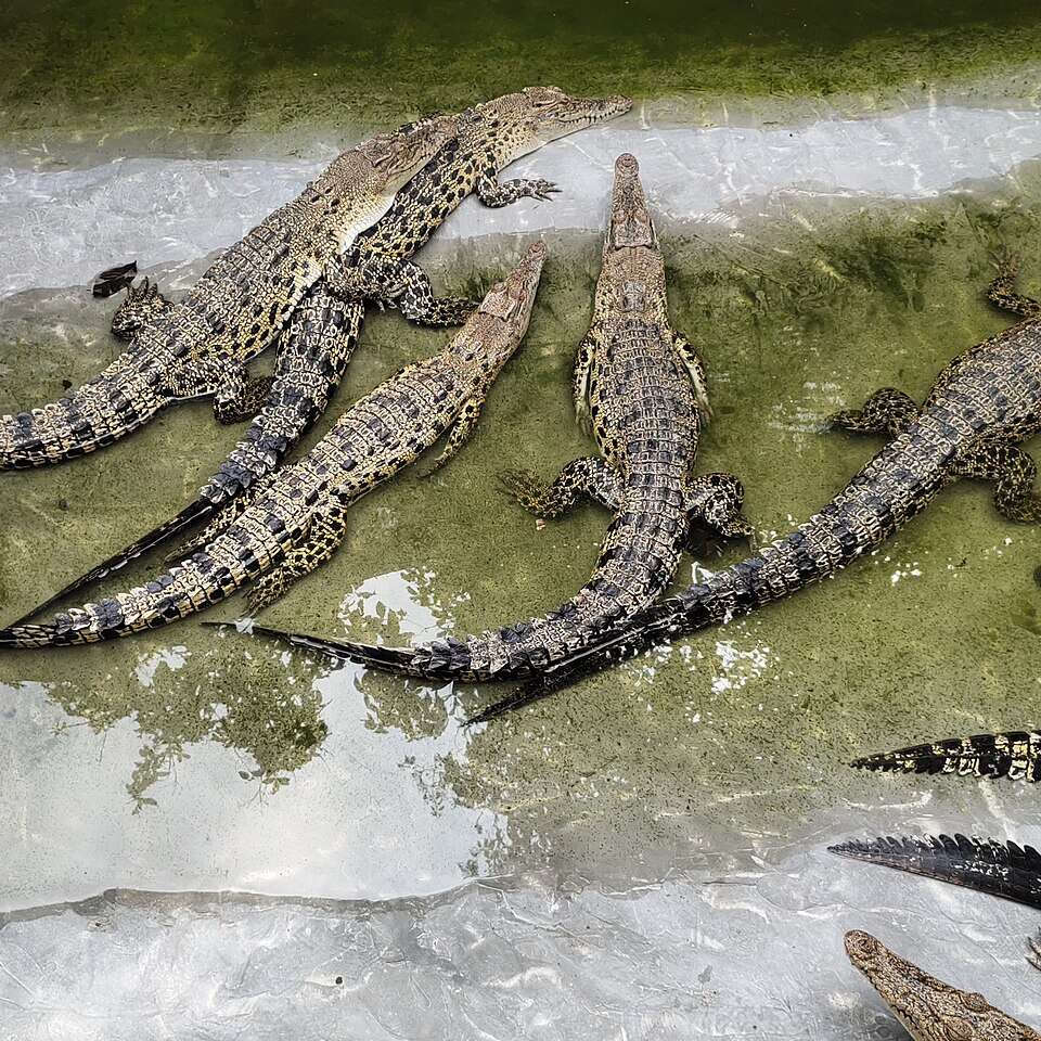 Wikimedia Commons Baby_Salt_Water_Crocodile