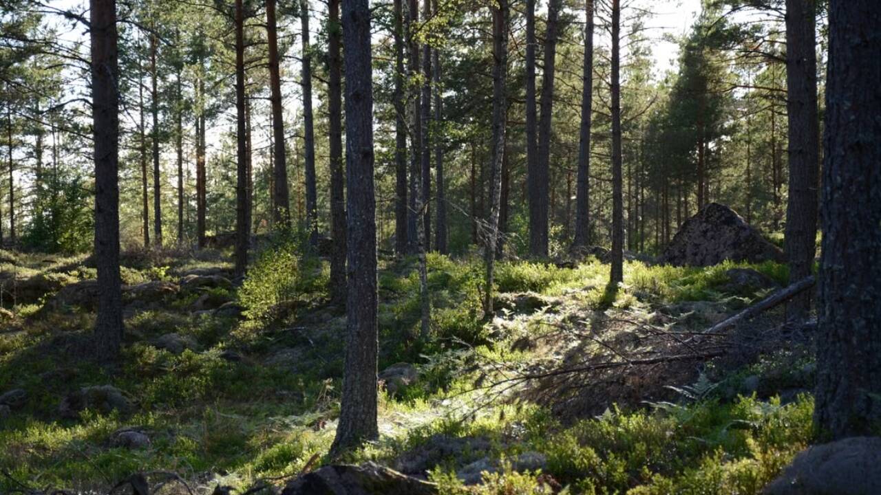 forest pexels 1