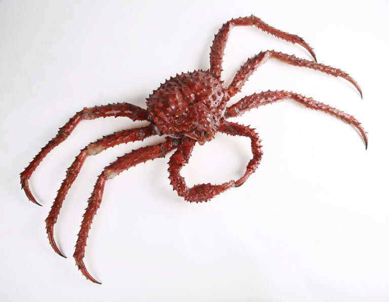 The_Childrens_Museum_of_Indianapolis_-_Alaskan_red_king_crab