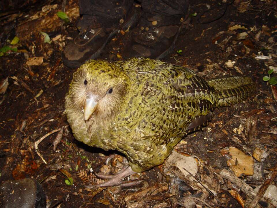 Strigops_habroptilus_1