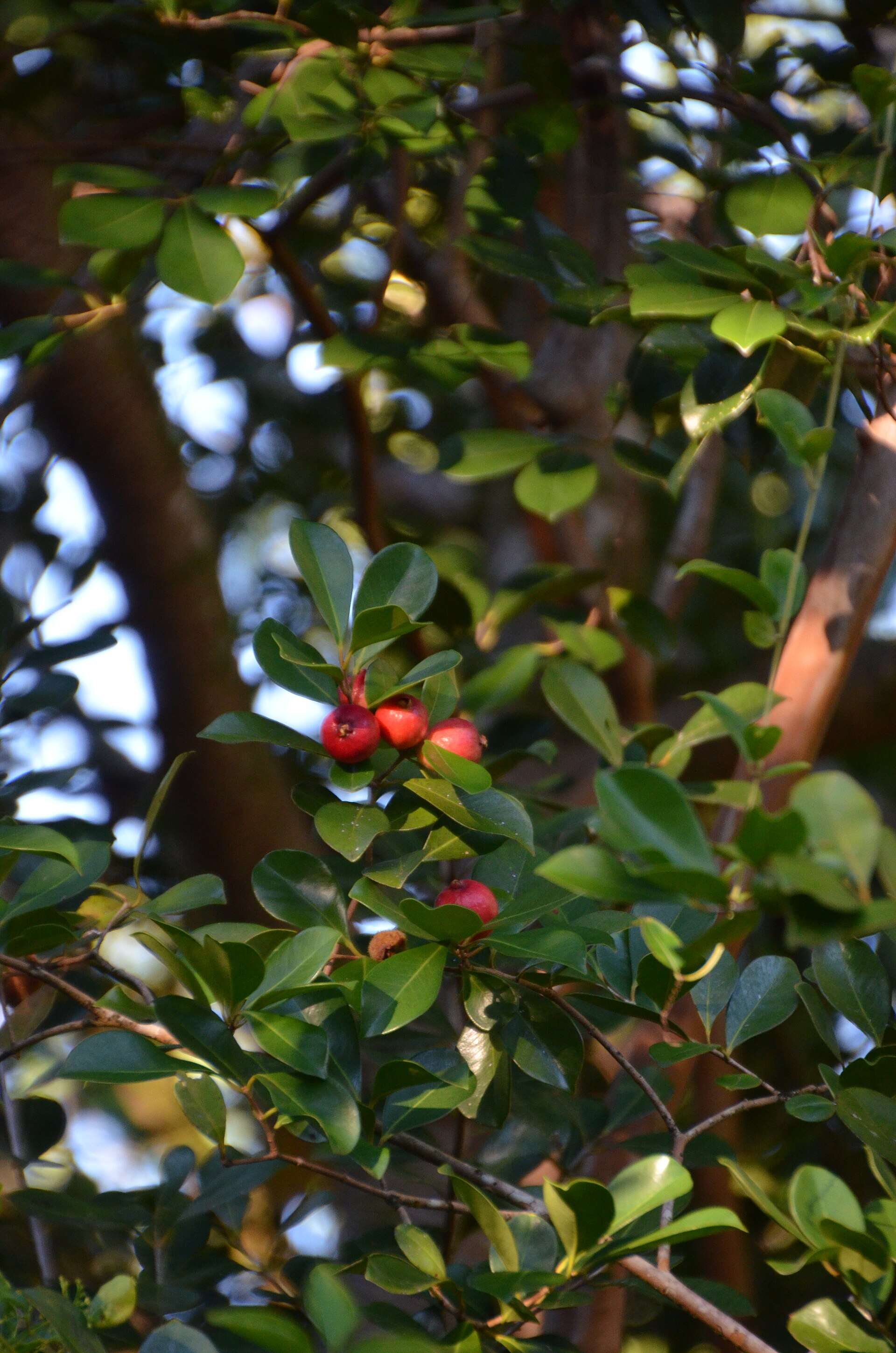 Wikimedia Commons Strawberry_Guava_-_panoramio