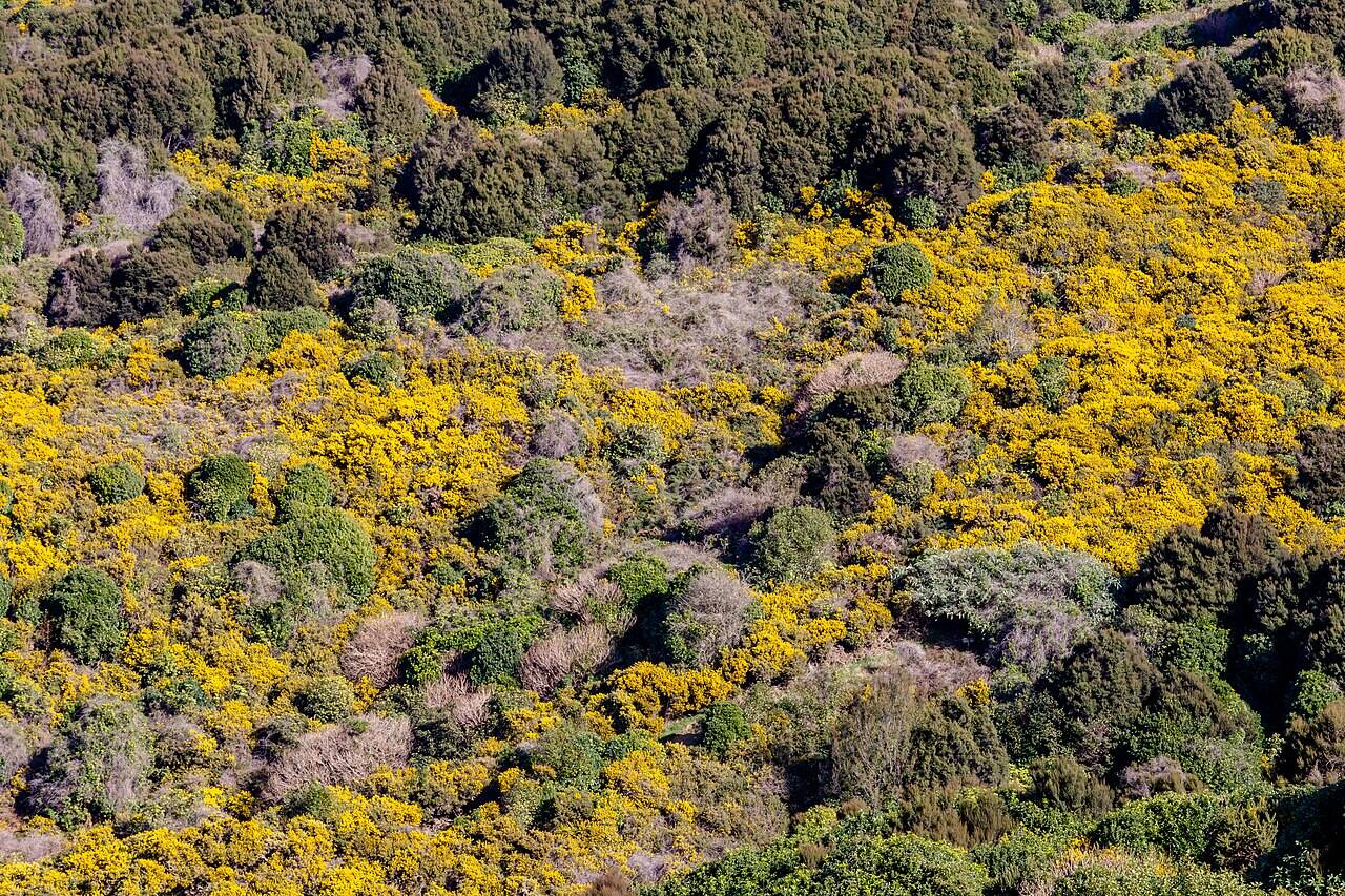 Hinewai_Reserve_-_gorse,_Banks_Peninsula,_New_Zealand