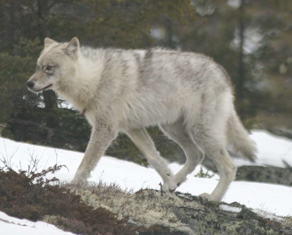 Quebec_wild_wolf