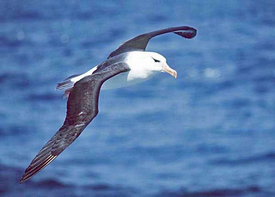 Wikimedia Commons Black-browed_albatross