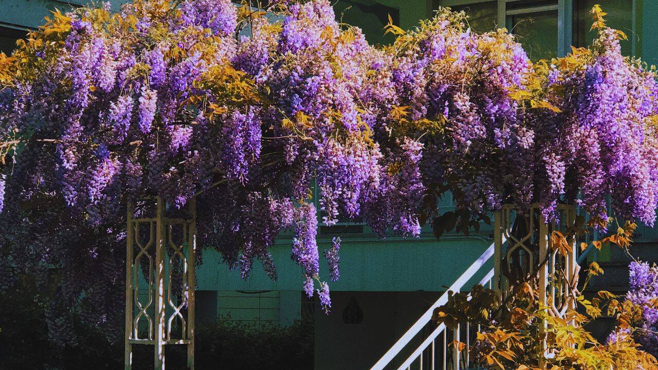 Lavender thrives in warm weather