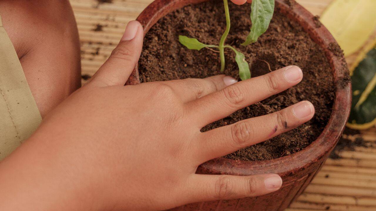 A well drained soil is extremely important