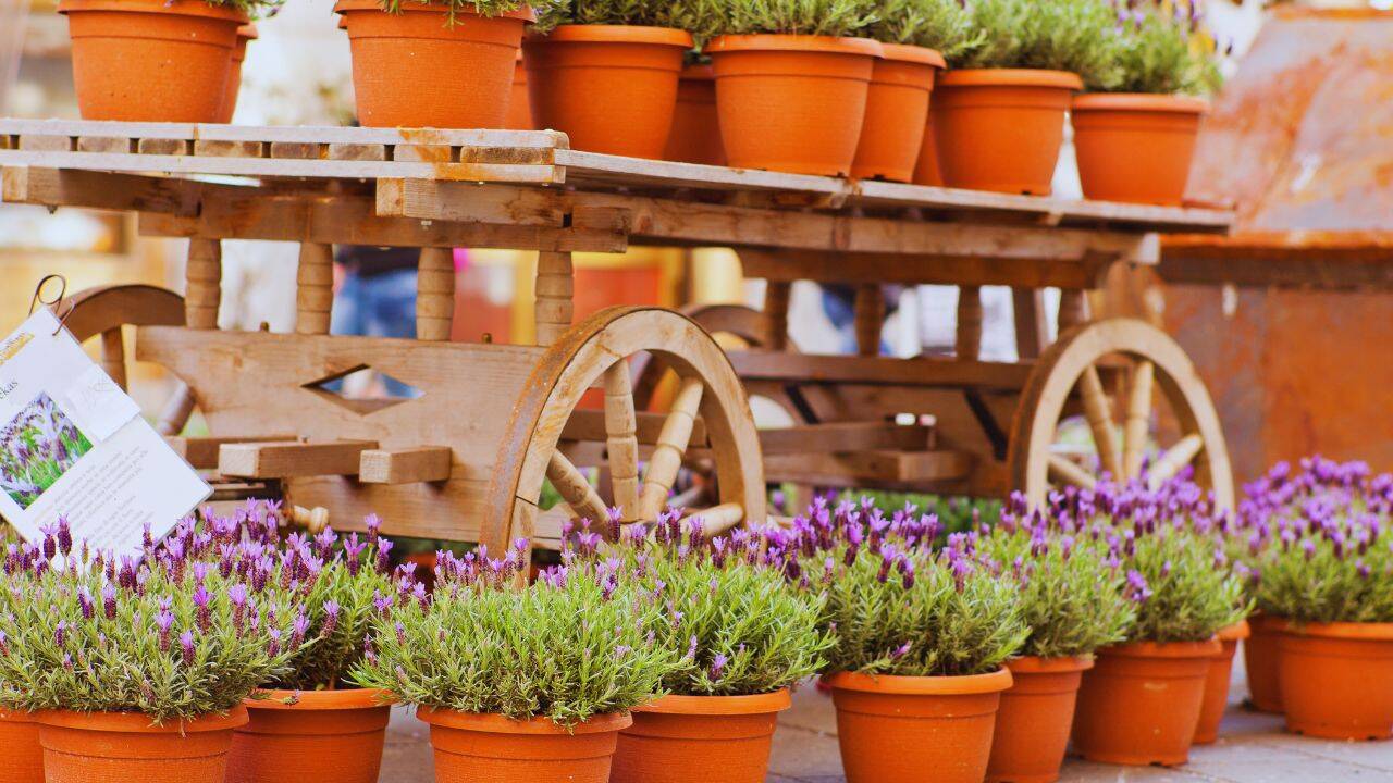 Lavender is grown best in earthen pots