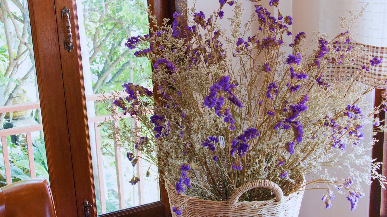 It can be easily grown in balconies with the right gardening tips