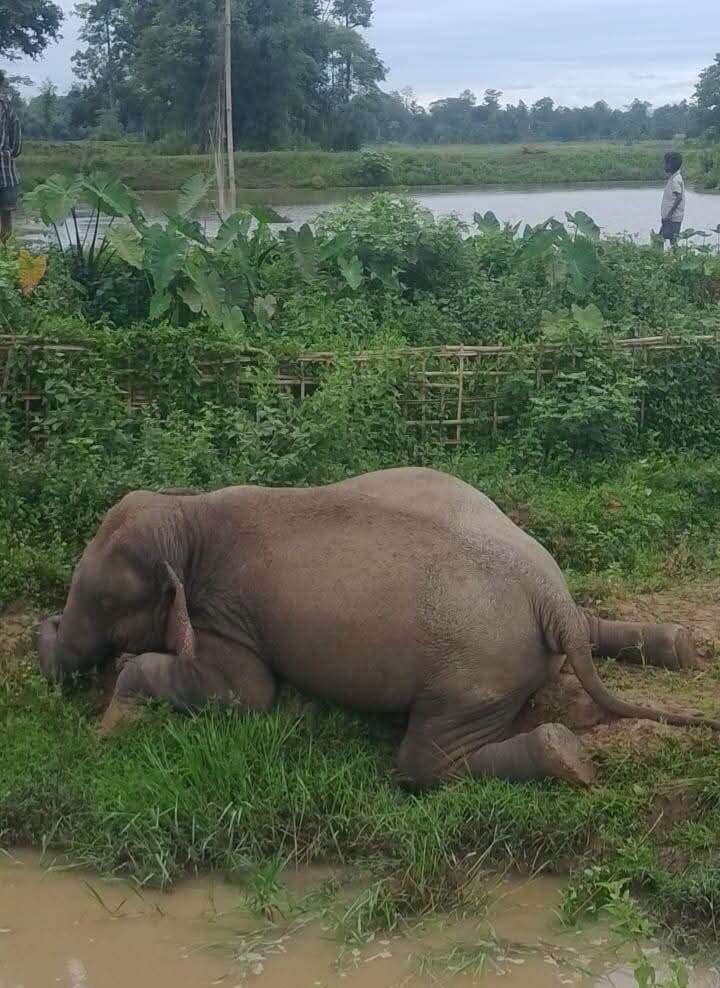 68b068f6-9d9e-4954-9507-aba3941bc0ec_Dead_elephant_.jpg