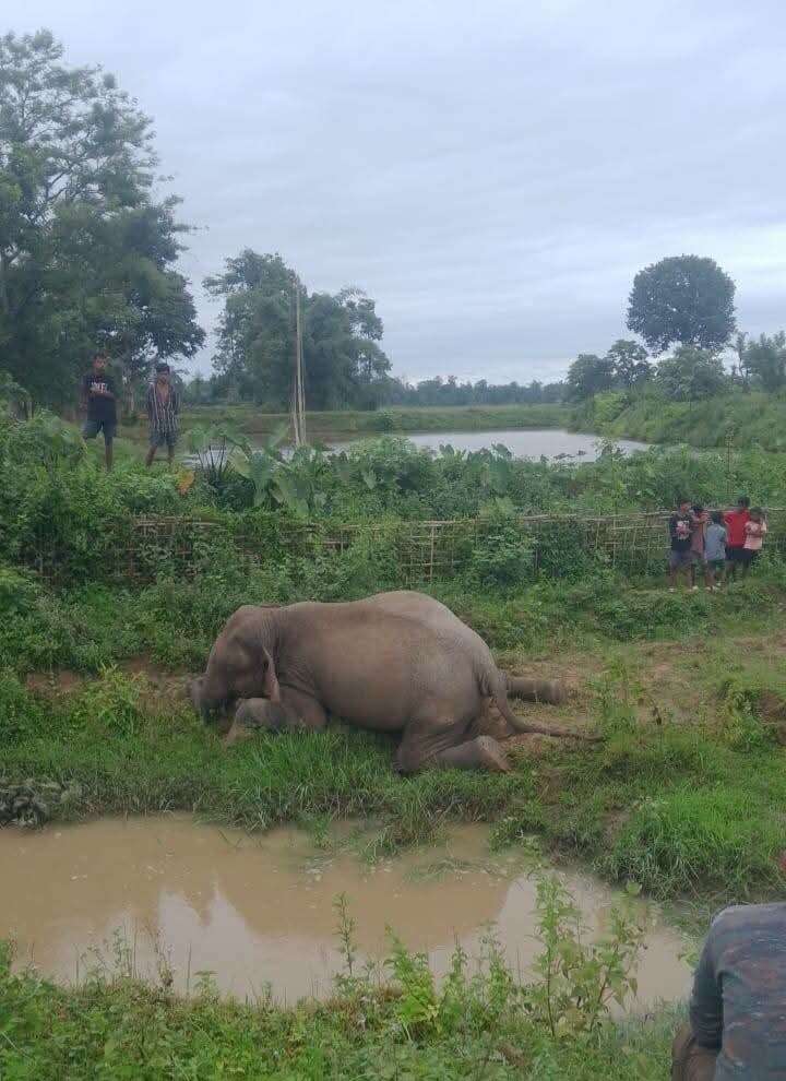 e1ccbbd7-ec0c-4788-9621-92309830f4df_Dead_elephant._.jpg
