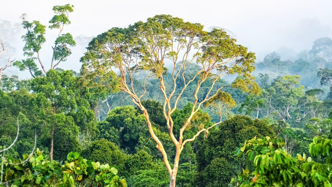 The world's tallest trees are tricking gravity to survive drought by widening their internal water pipes and rewiring their water transport system
