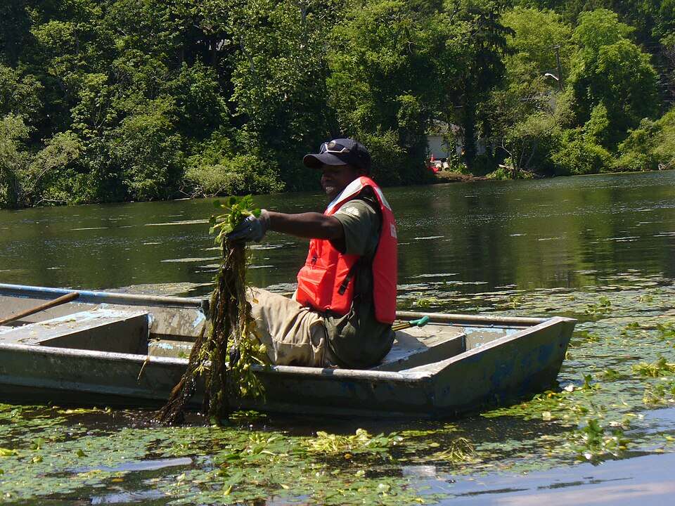 Pulling_invasive_species_(6962514857)
